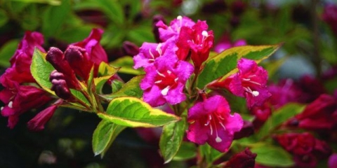 Weigela bristol ruby ​​(bristol rubin, bristol ruby): fotografija i opis grma, uzgoj i njega